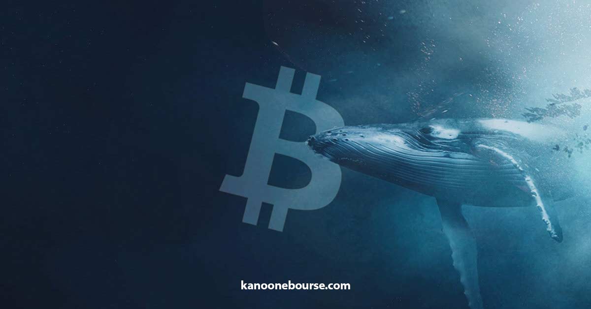 نهنگ ارز دیجیتال چیست